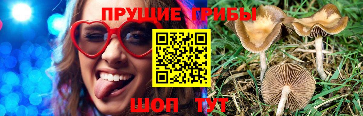 где можно купить   Псилоцибиновые грибы Psilocybine cubensis  Вход с VPN  Богородицк  Галлюциногенные грибы мухоморы 